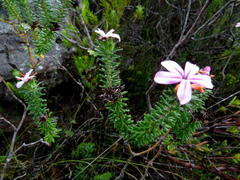 Adenandra gummifera