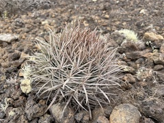 Ferocactus fordii borealis