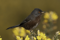 Dartford Warbler photo 5