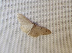 Idaea palaestinensis