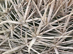Ferocactus fordii borealis