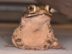 Coastal Plain Toad photo 3