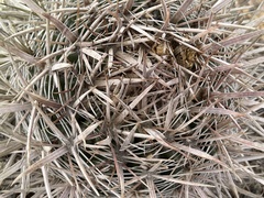 Ferocactus fordii borealis