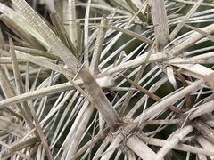 Ferocactus fordii borealis