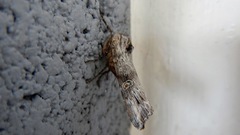 Lithomoia germana