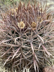 Ferocactus fordii borealis