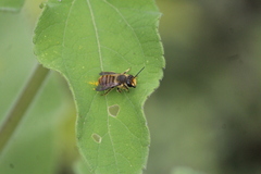 Osmia azteca