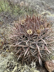 Ferocactus fordii borealis