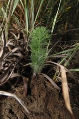 Eriospermum paradoxum