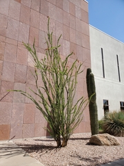 Fouquieria splendens