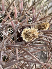 Ferocactus fordii borealis