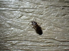 Prothalpia holmbergi