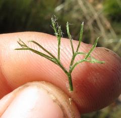 Eriospermum paradoxum