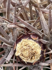 Ferocactus fordii borealis