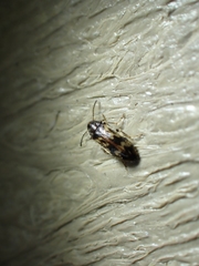 Prothalpia holmbergi