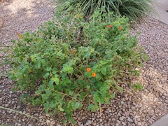 Lantana