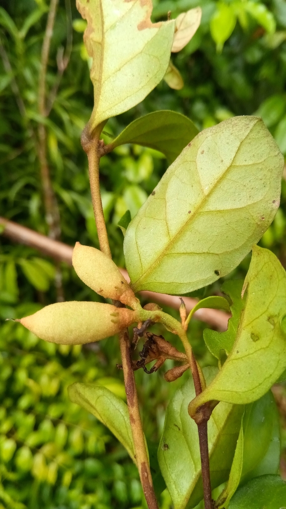 Indoor Oak