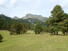 Pinus cembra