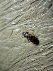 Prothalpia holmbergi