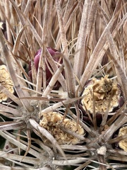 Ferocactus fordii borealis