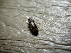 Prothalpia holmbergi