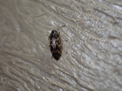 Prothalpia holmbergi