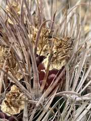 Ferocactus fordii borealis