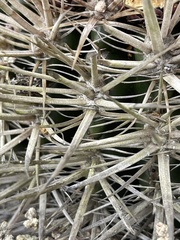 Ferocactus fordii borealis