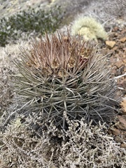 Ferocactus fordii borealis