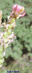 Onobrychis humilis matritensis