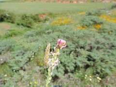 Onobrychis humilis matritensis