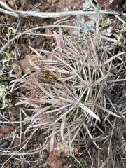 Ferocactus fordii borealis