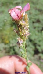 Onobrychis humilis matritensis
