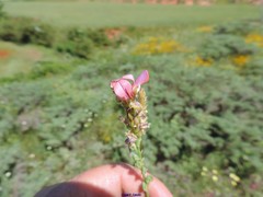 Onobrychis humilis matritensis