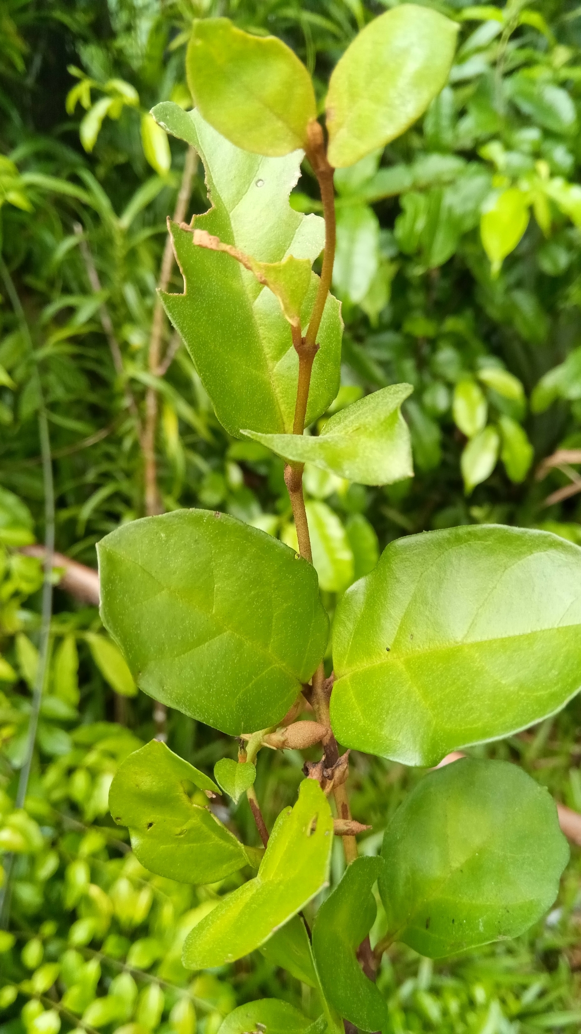 Imagem de Buddleia