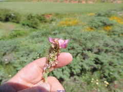Onobrychis humilis matritensis