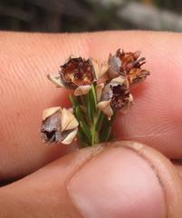 Erica affinis