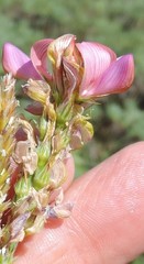 Onobrychis humilis matritensis