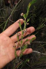 Erica affinis