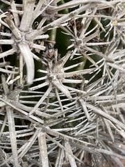 Ferocactus fordii