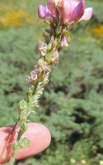 Onobrychis humilis matritensis