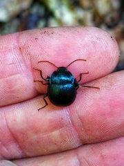 Accanthopus velikensis