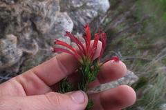 Erica curviflora curviflora