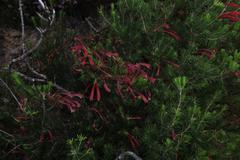 Erica curviflora curviflora
