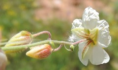 Helianthemum asperum
