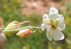 Helianthemum asperum