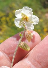 Helianthemum asperum