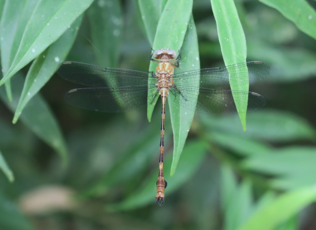 Peruviogomphus moyobambus