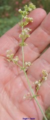 Galium lucidum