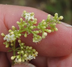 Galium lucidum